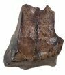 Leptoceratops Tooth - Montana #56481-1